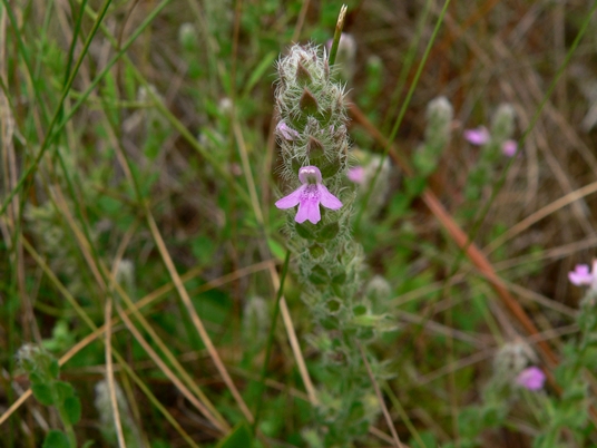{Stachydeoma graveolens}